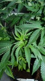 drobes 06 1 22 032