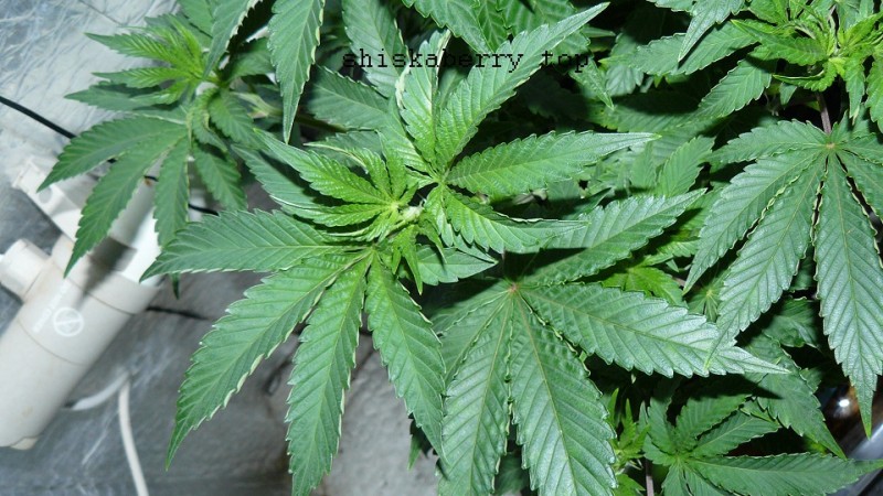 drobes 06 1 22 033