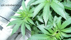 drobes 06 1 22 034