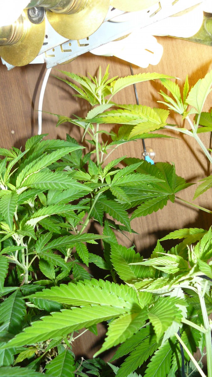 drobes 06 1 22 036