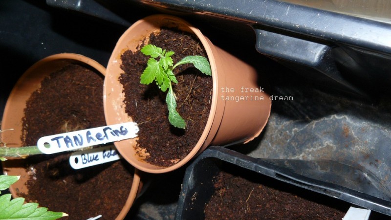 drobes 06 1 22 040