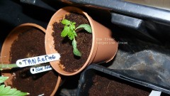 drobes 06 1 22 040