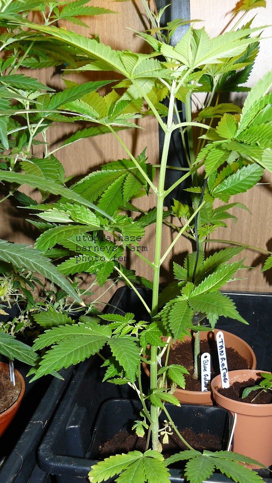 drobes 06 1 22 041