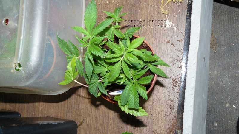drobes 06 1 22 044