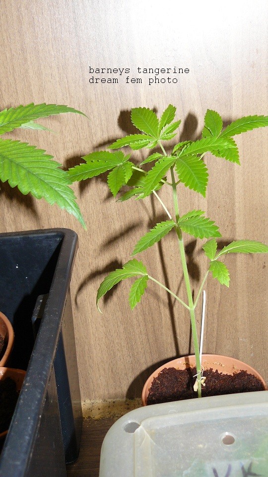 drobes 06 1 22 046