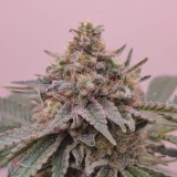 5149354_grow-journal-by-theiathe-cali-connectionisland-punch