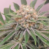 Humboldt Seed OG Kush