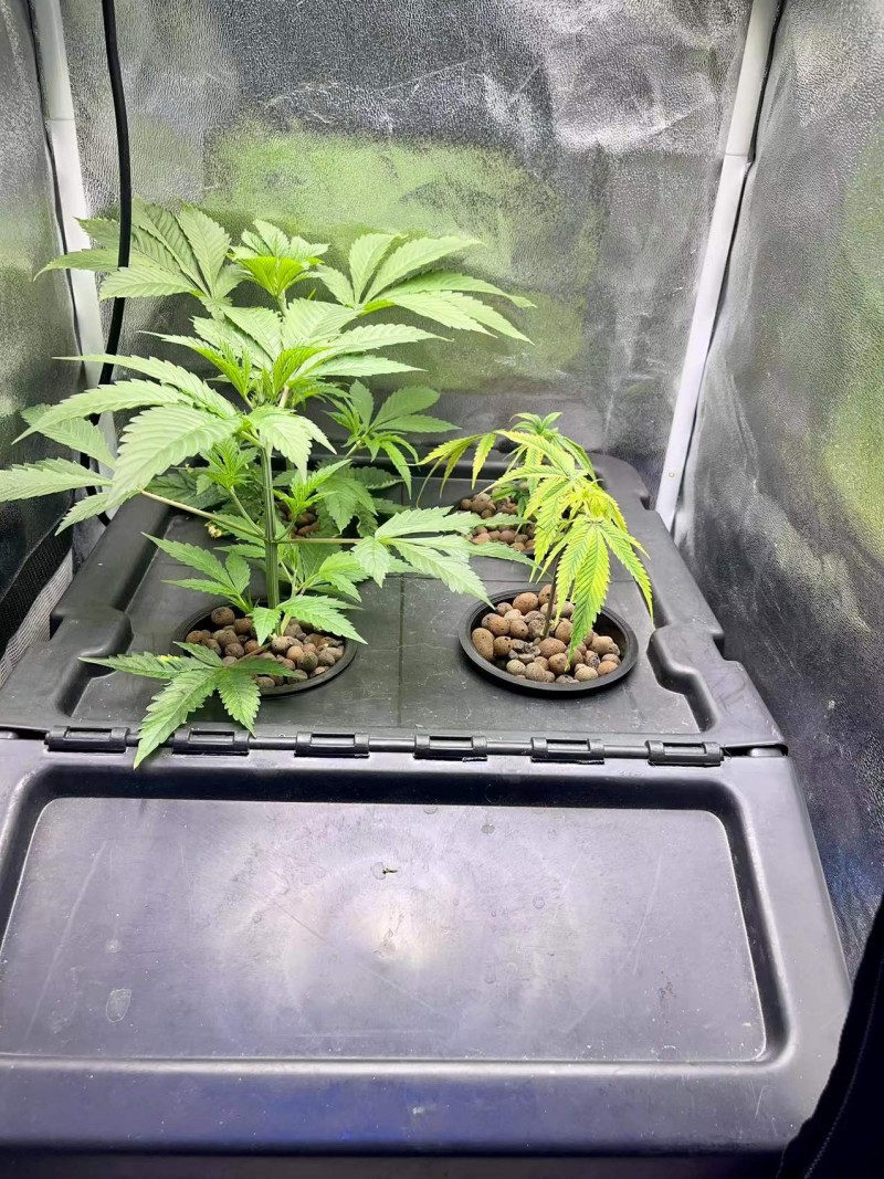 Clones new