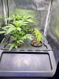 Clones new