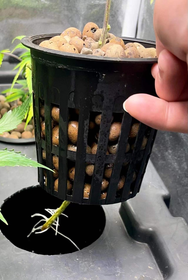 G roots 1