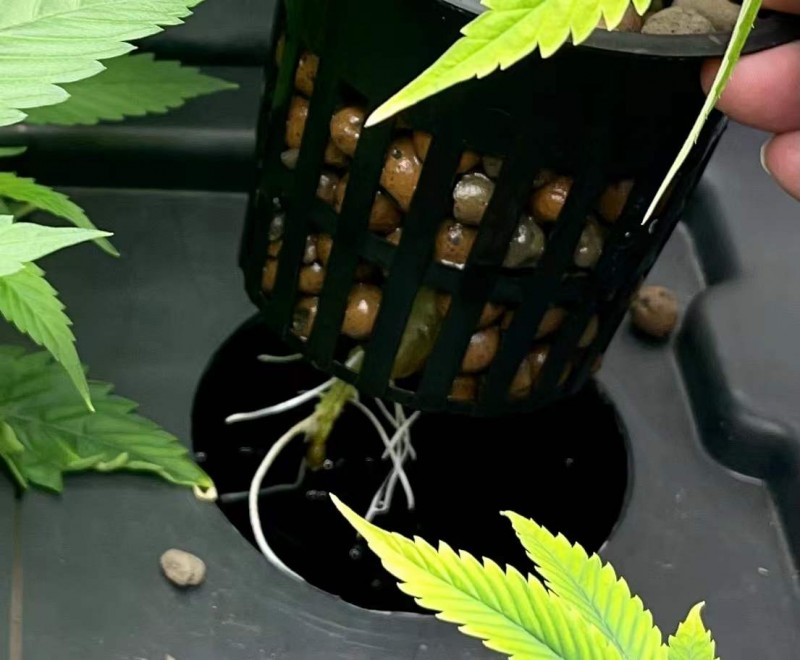 G roots 2
