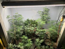 IMG_3806[1]