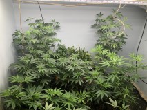 IMG_3800[1]