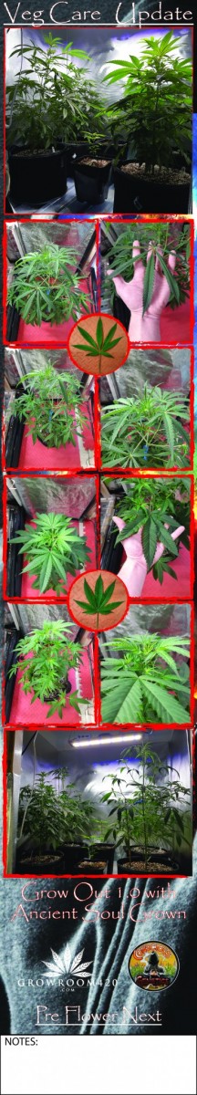 Veg Care_Part 2-02