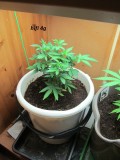 1 veg (1)