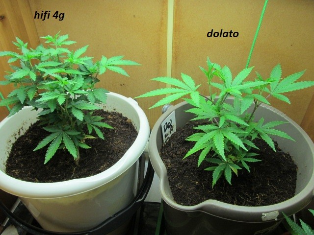 1 veg (3)