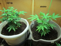 1 veg (3)
