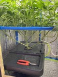 TP bloom w2 d2 after trim