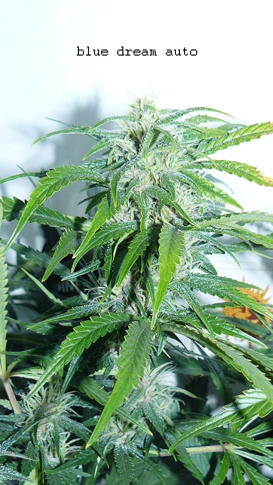 drobes 11 01 22 004