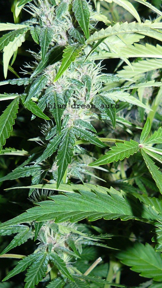 drobes 11 01 22 011