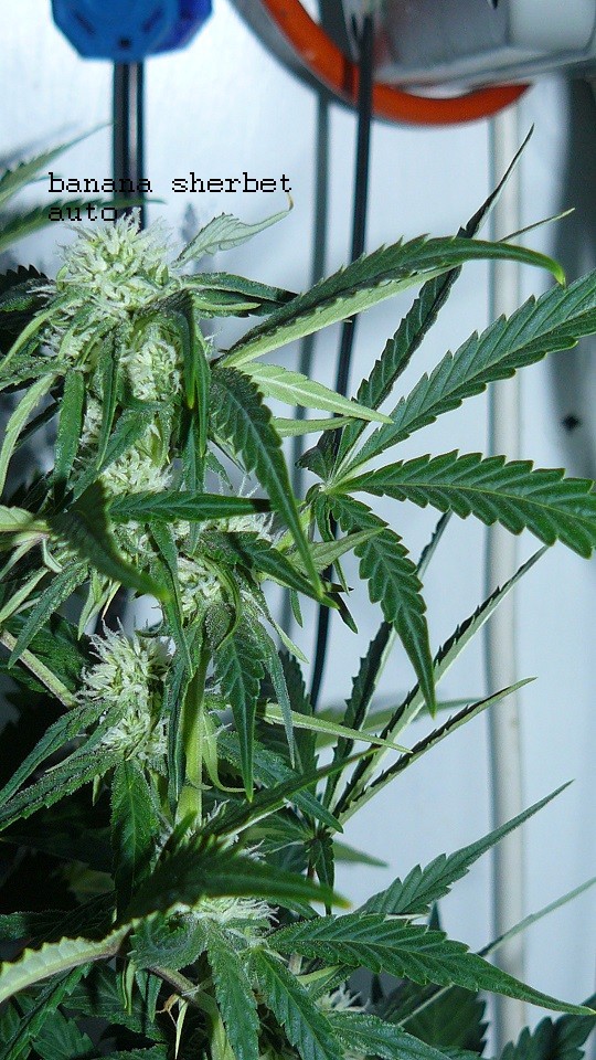 drobes 11 01 22 014