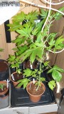 drobes 11 01 22 027