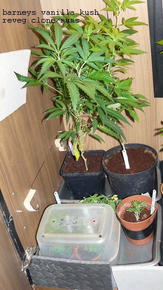 drobes 11 01 22 028