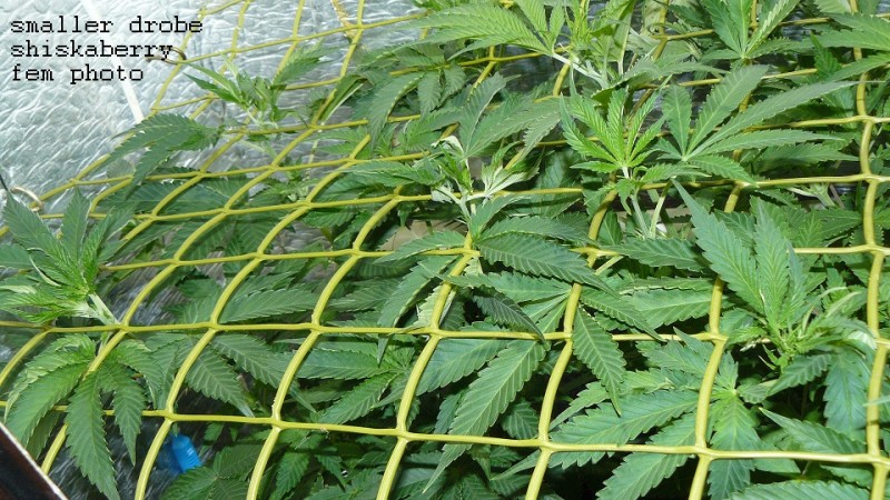 drobes 11 01 22 033