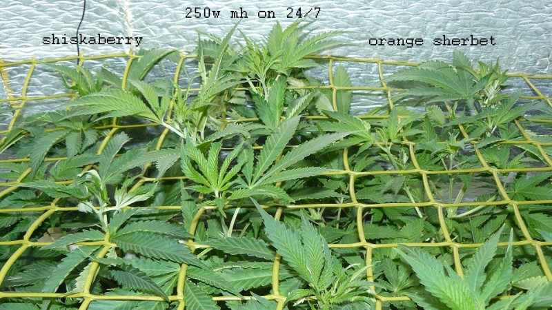 drobes 11 01 22 034