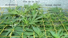drobes 11 01 22 034