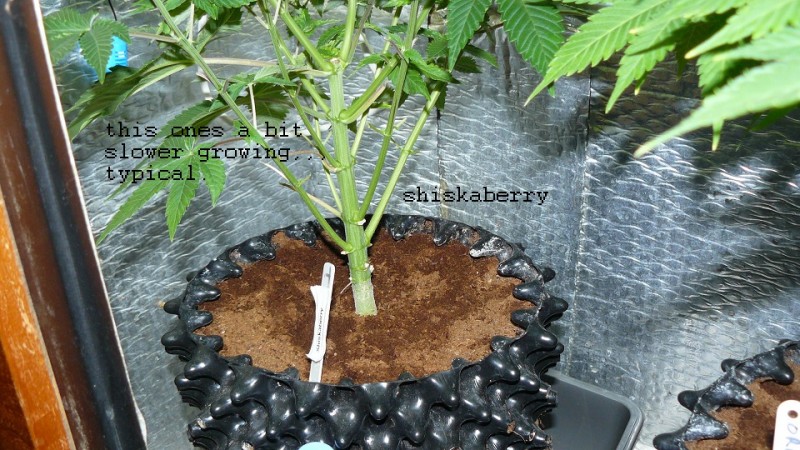drobes 11 01 22 038