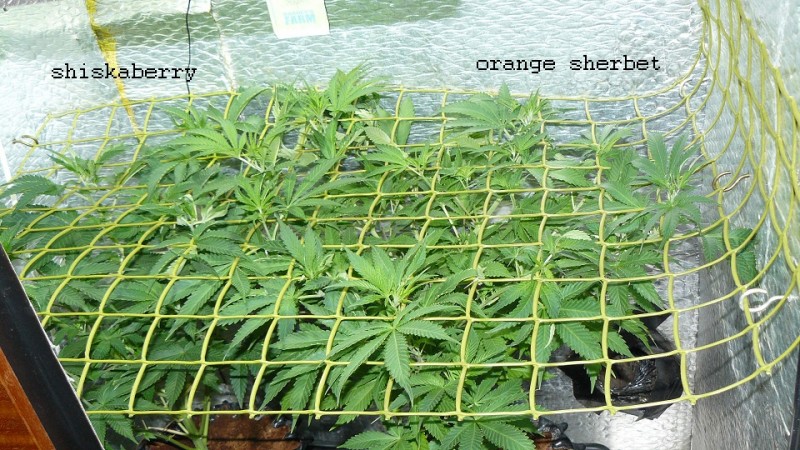 drobes 11 01 22 039