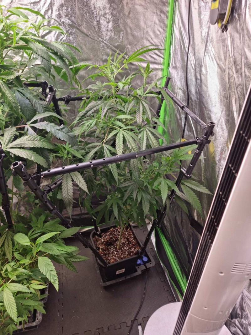 Zkittles 5days