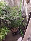 Zkittles 5days