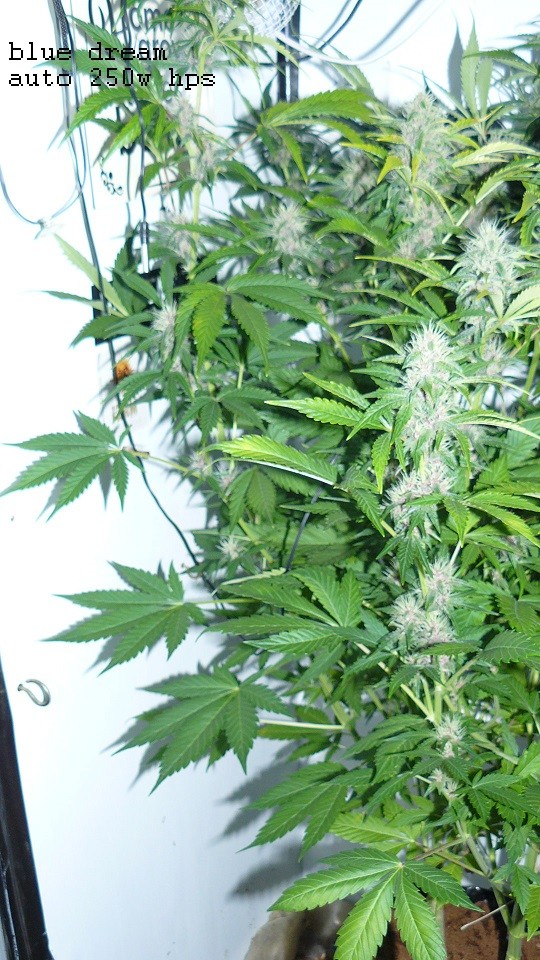 drobes today 001