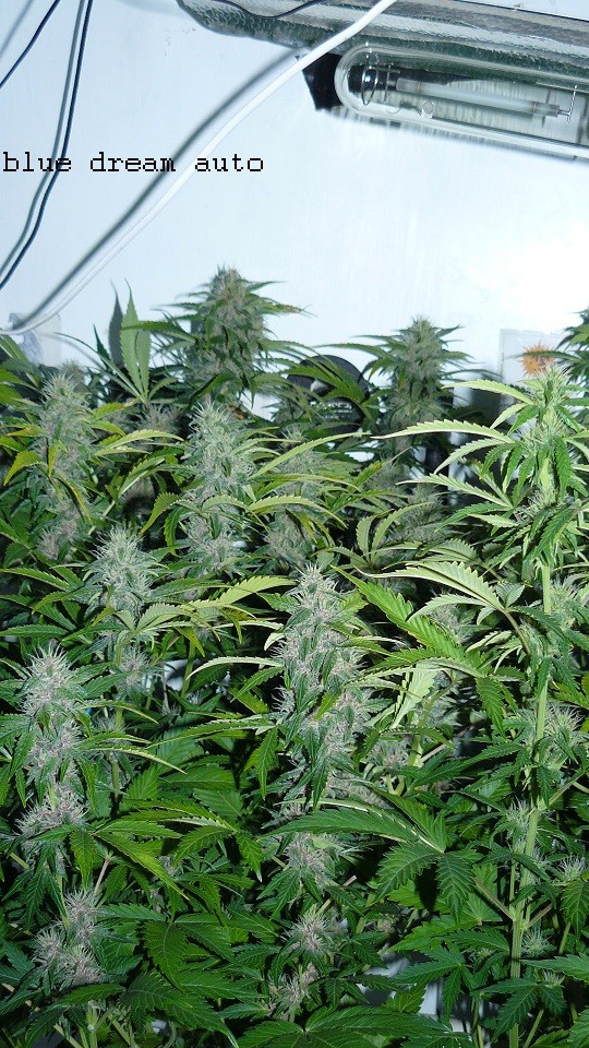 drobes today 003