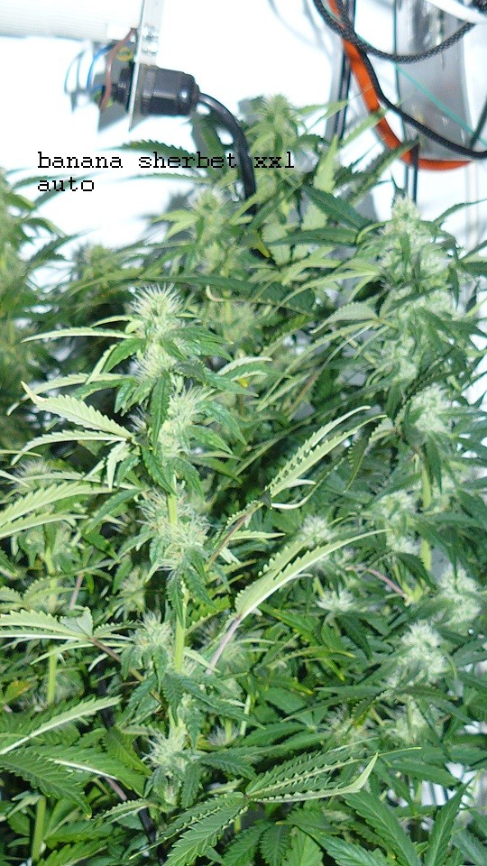 drobes today 012