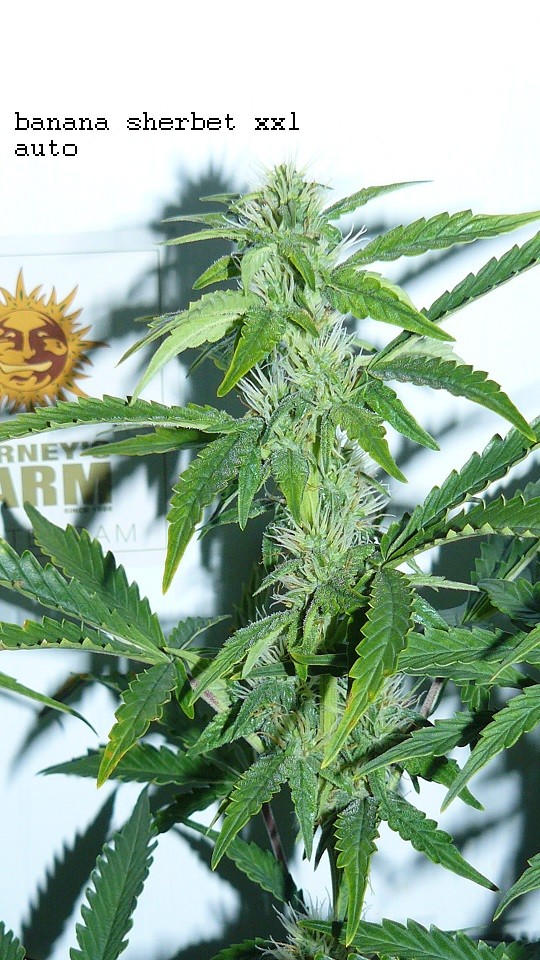 drobes today 018