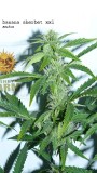 drobes today 018