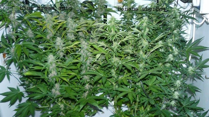 drobes today 019