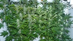 drobes today 019