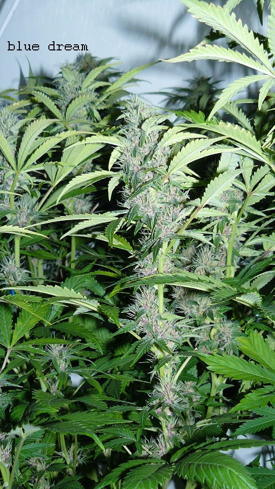 drobes today 023