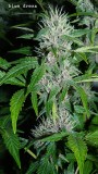 drobes today 029