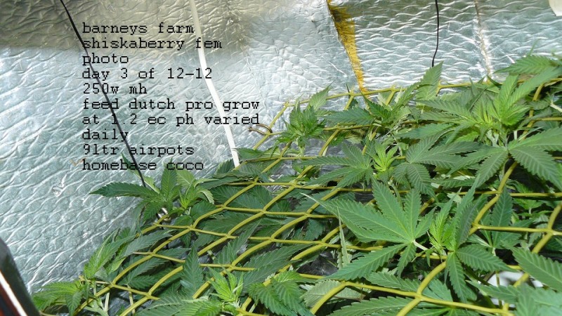 drobes today 033
