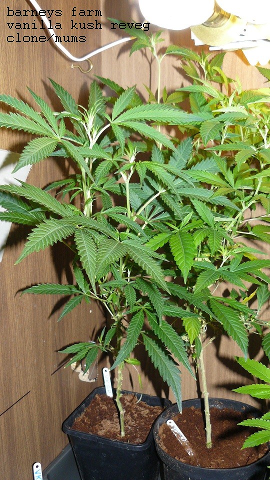 drobes today 042