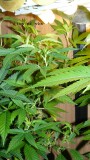 drobes today 043