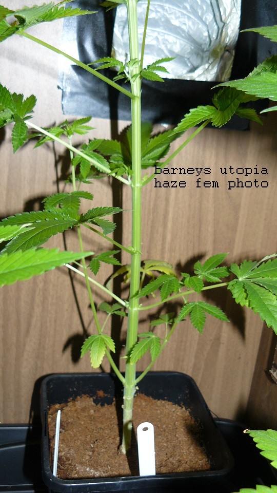 drobes today 049