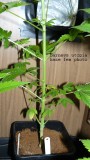 drobes today 049