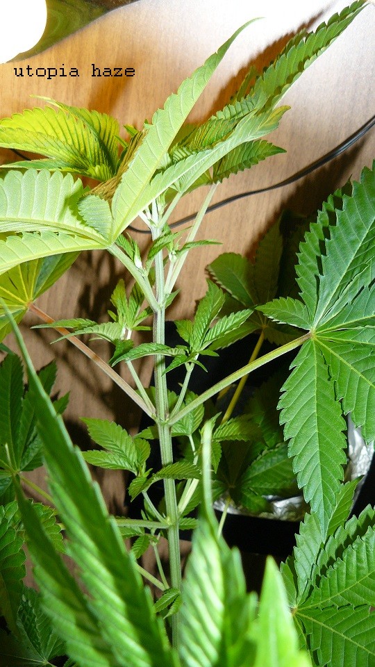 drobes today 050
