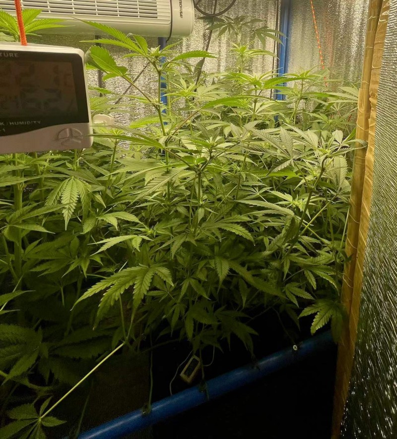 Gelatto bloom w3 d2